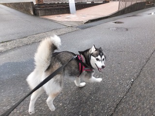 走るよ!?