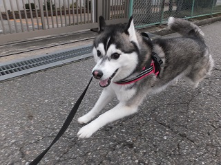 走るよ!?2