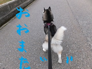 大股