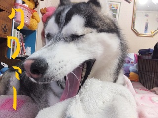 クワァー