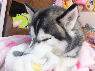 新しいちゅっちゅ布団