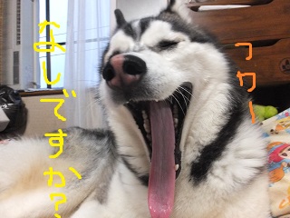 散歩なしですか?