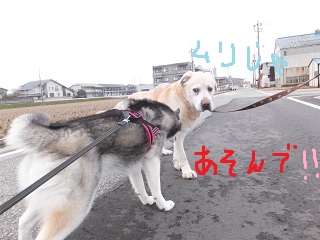 遊んで!!