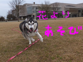 花より遊び