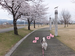 さくら~