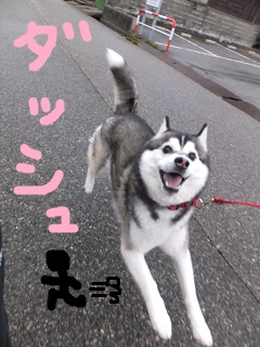 ダッシュ!!