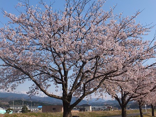 そこそこ満開
