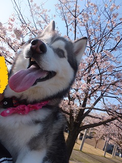 桜バックに