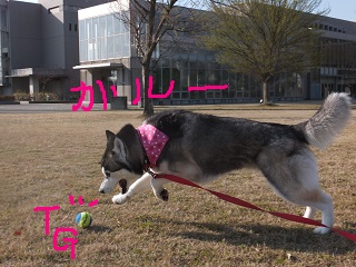 ガルーーーTGオン