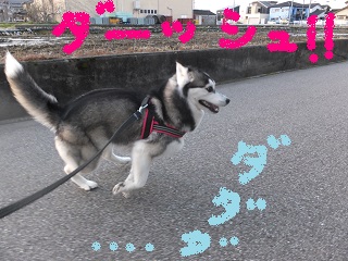 ダーッシュ