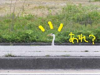あれ?