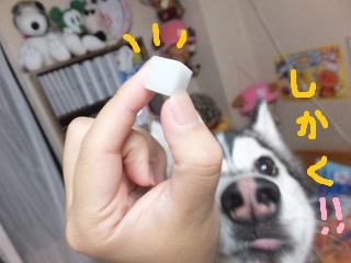 しかくだ!!