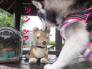 ツンツン・・・