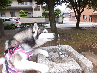 水飲みにくい