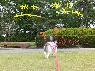ガヤガヤ・・・なに?