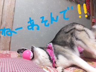 ねー遊んで