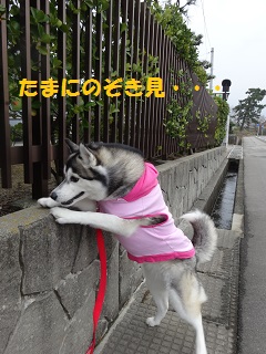 たまにのぞき見