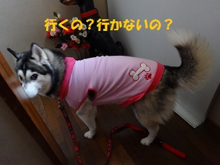 行くの?行かないの?