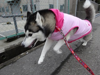 今日はダッシュ連発