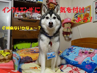 CMこないかな?