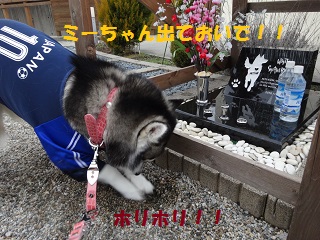 ミーちゃん出ておいで