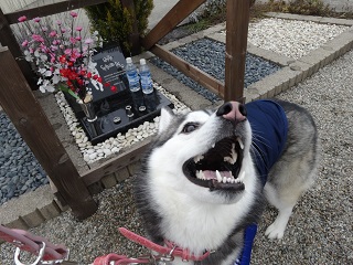 お墓ひなまつりver