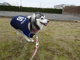 ここでも走ります