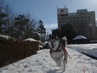 今日も雪遊び