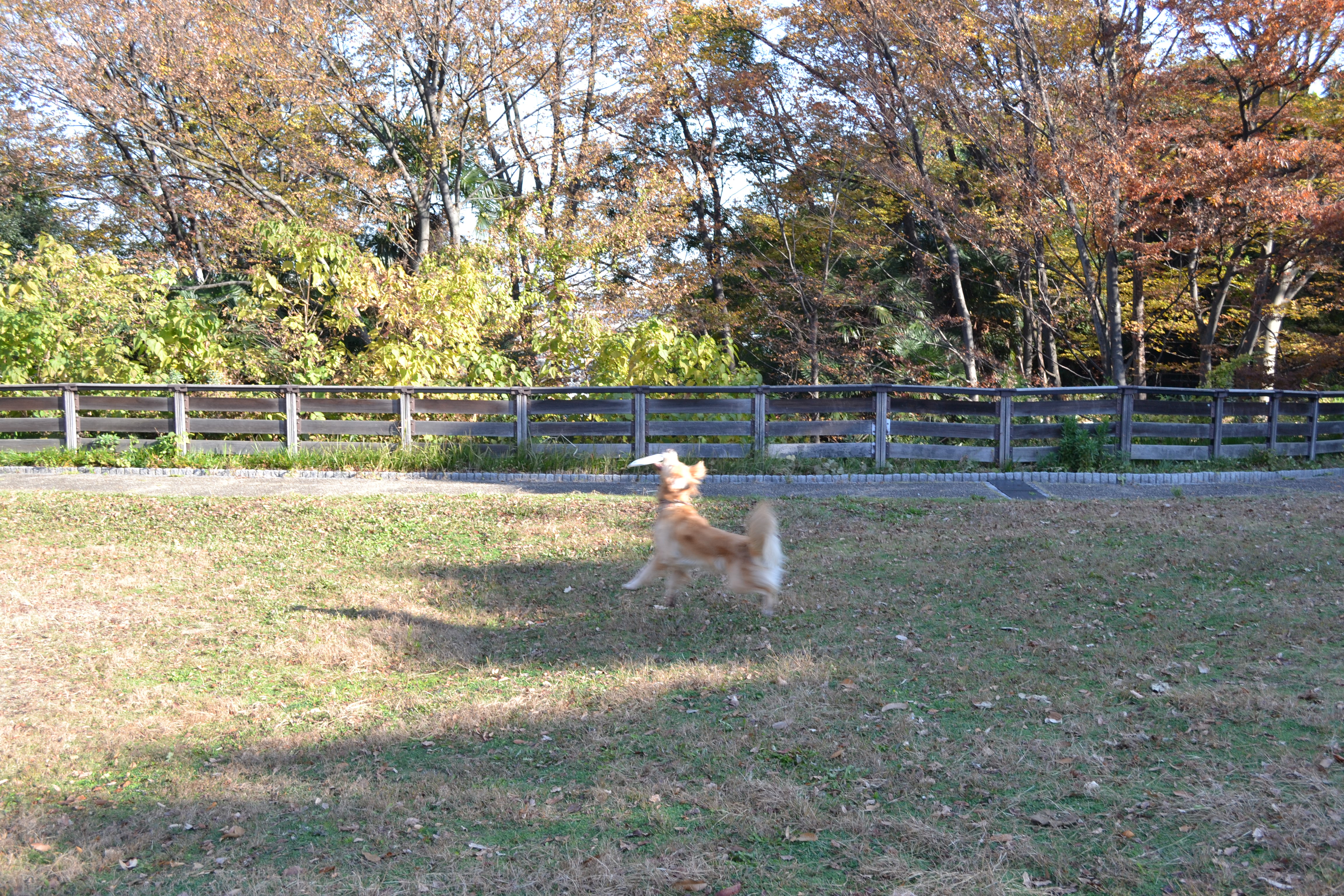 DSC_0155.jpg
