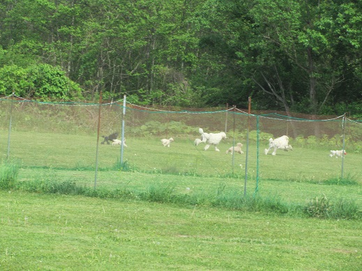 11_20130601214003.jpg