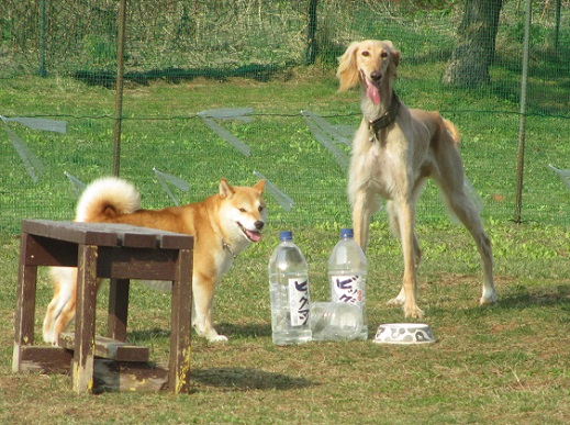 216_20130429232114.jpg