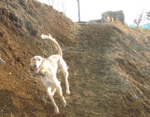 243_20130324215313.jpg