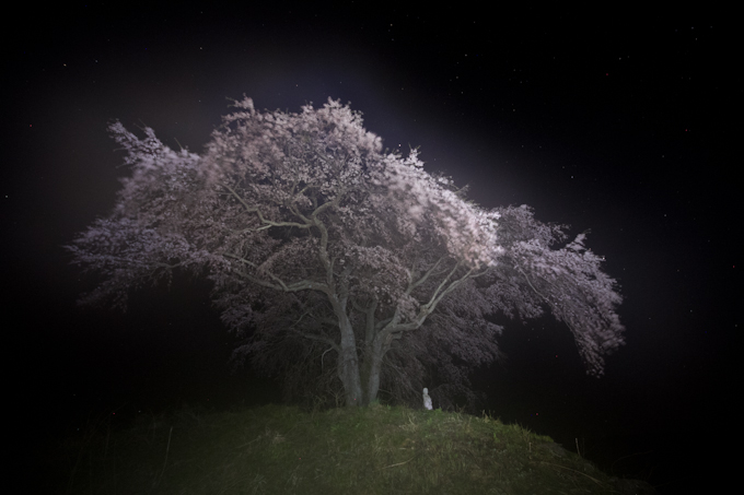 上発知の枝垂れ桜