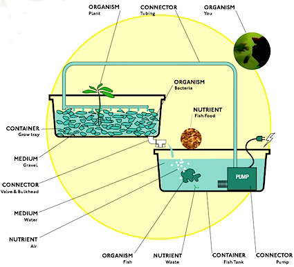 Aquaponic Grow Beds The Aquaponic grow Bed