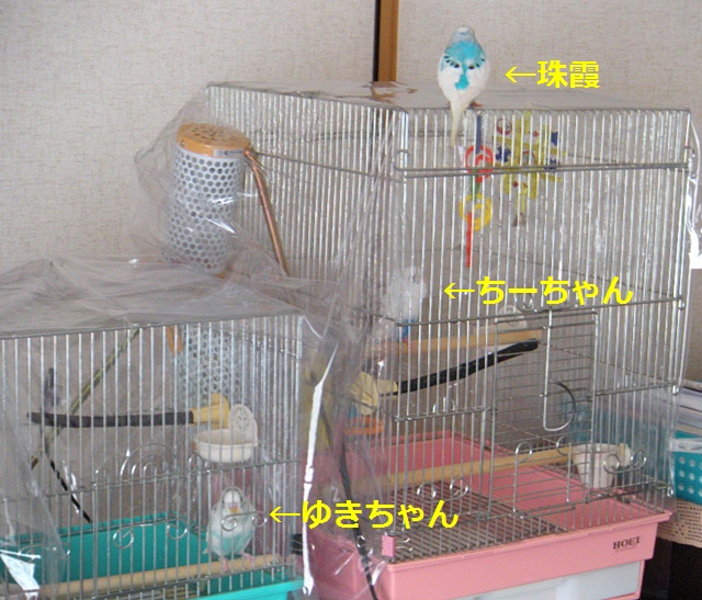 あいさつするです