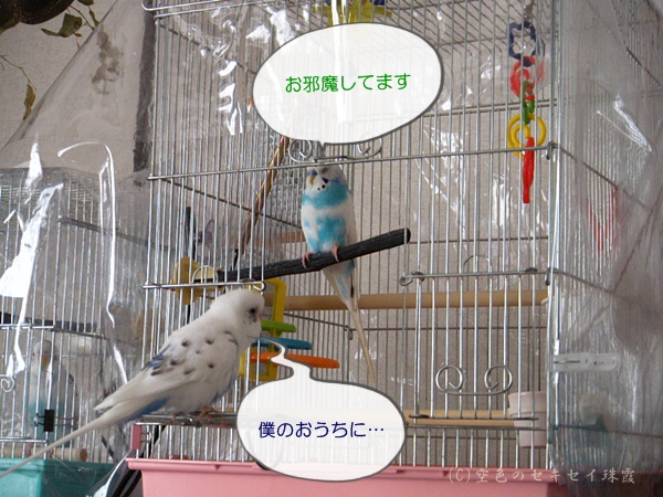 おじゃましてます