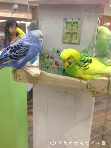 小鳥の広場のインコちゃん