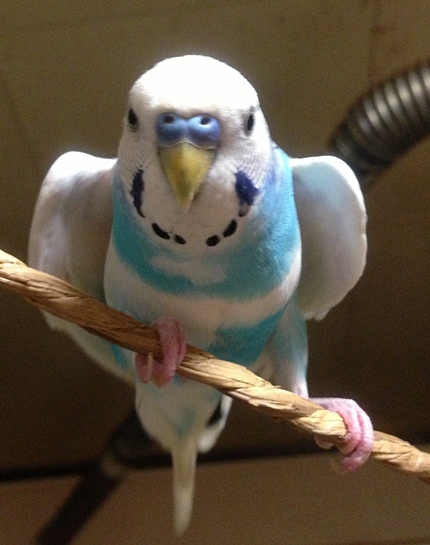 暑いですよ