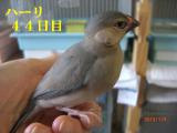 ハーリ、やっとパウダーフード卒業??