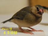 ハーリ、なんと凛々しい??お顔。。。