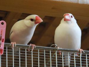 仲がいいんだか?悪いんだか?~な最強ペアあられ君VSテラの助!