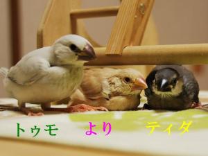 3羽揃って最後の夜!怪しげなトゥモ、怖そうなより、動じないティダ?