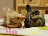 よりとティダは怖そうにホフク気味。。