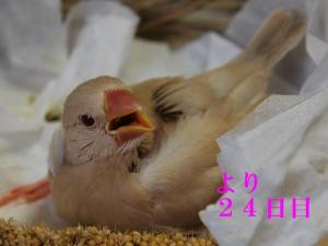 より24日目~里親さまのお宅へお嫁に行くよ~!