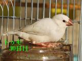 トゥモ30日目、飛びも良いよ~!