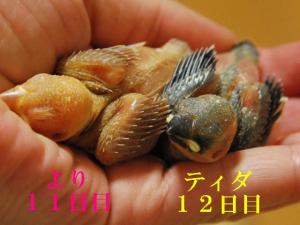 2番子ティダと3番子より~は、、もう少しパパ・ママに!