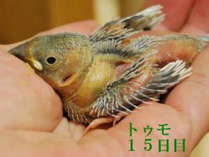 トゥモ15日目、今夜からひとりで、ふご生活。。