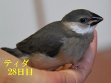 ティダ28日目、まだ手の中が好きかな??