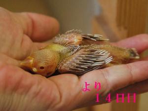 よりは、シナモン?(クリームではないと思うけど。。)