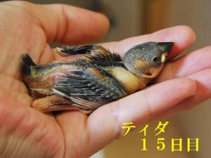 ティダは、パイドになりそう??